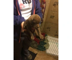 Free Pitbull puppies - 6 available to good home