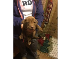 Free Pitbull puppies - 6 available to good home - 5