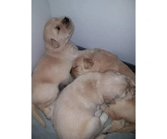 Golden Retriever pups for sale - 1