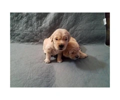 Golden Retriever pups for sale - 2