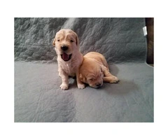 Golden Retriever pups for sale - 3