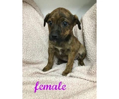 Rottweiler boxer mix puppies for sale