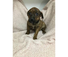 Rottweiler boxer mix puppies for sale - 3