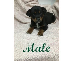 Rottweiler boxer mix puppies for sale - 4