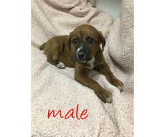 Rottweiler boxer mix puppies for sale - 5