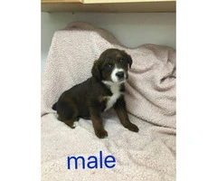 Rottweiler boxer mix puppies for sale - 6