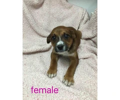 Rottweiler boxer mix puppies for sale - 7