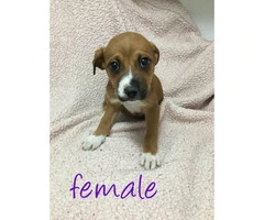 Rottweiler boxer mix puppies for sale - 8