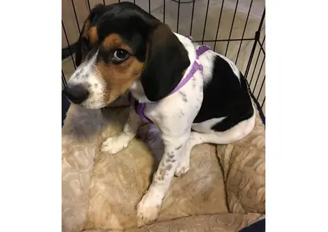 4 month old Female English coonhound for Sale