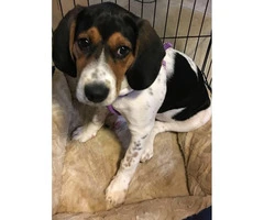 4 month old Female English coonhound for Sale - 2