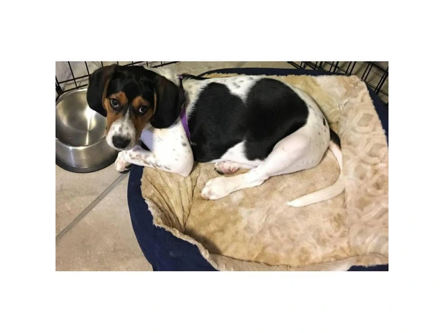 4 month old Female English coonhound for Sale - 3/4