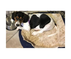 4 month old Female English coonhound for Sale - 3