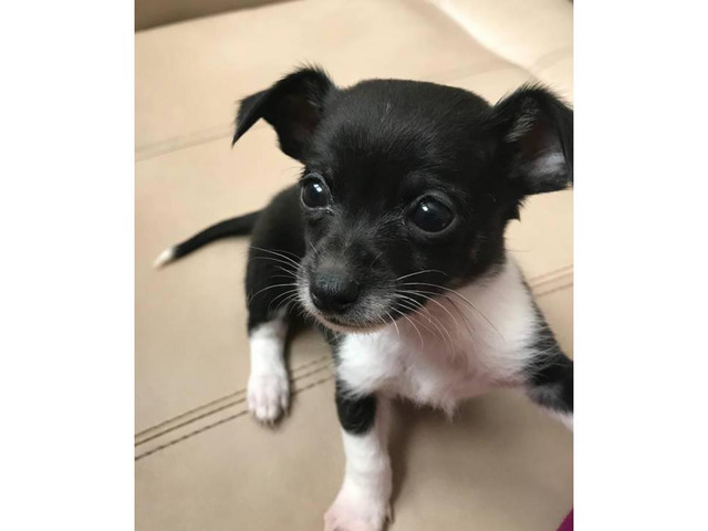 Chihuahua Puppies For Sale Near Cincinnati Ohio Dog