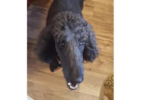 7 years old standard poodle for sale