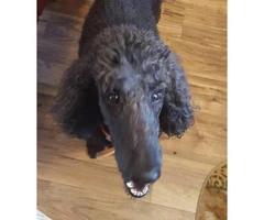 7 years old standard poodle for sale - 1