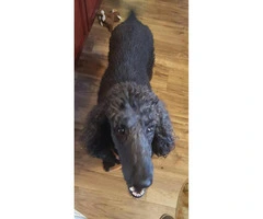 7 years old standard poodle for sale - 2