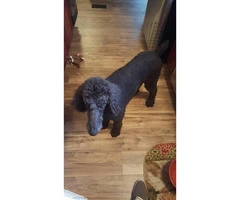 7 years old standard poodle for sale - 3