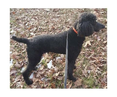 7 years old standard poodle for sale - 4