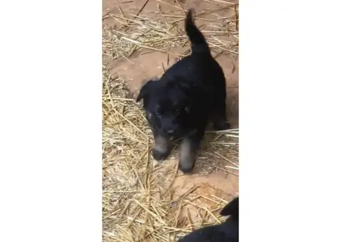 AKC registered German shepherd puppies