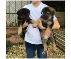 AKC registered German shepherd puppies - 6
