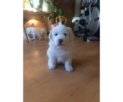 3 female Pyrenees's puppies for sale