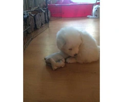 3 female Pyrenees's puppies for sale - 2
