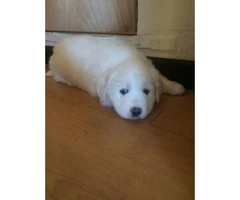3 female Pyrenees's puppies for sale - 3