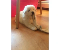 3 female Pyrenees's puppies for sale - 4