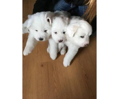 3 female Pyrenees's puppies for sale - 5