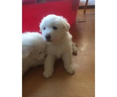 3 female Pyrenees's puppies for sale - 6