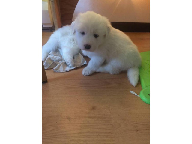 49 HQ Pictures Golden Pyrenees Puppies Colorado / Great Pyrenees puppies mixed with Golden Retriever for ...
