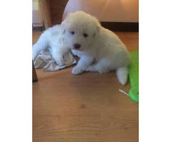 3 female Pyrenees's puppies for sale - 7