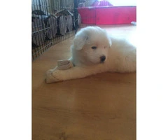 3 female Pyrenees's puppies for sale - 8