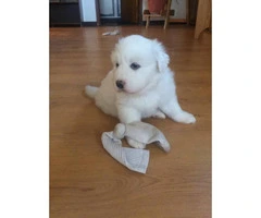 3 female Pyrenees's puppies for sale - 9