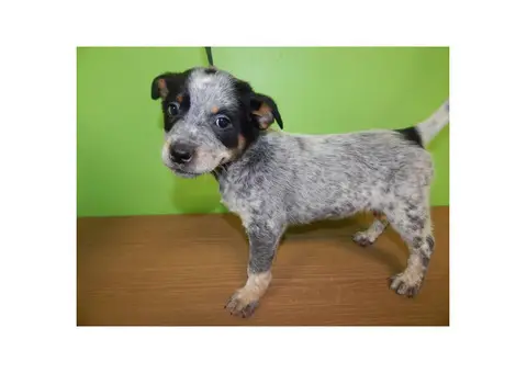 GSD/Cattle Dog Mix Puppies for Sale