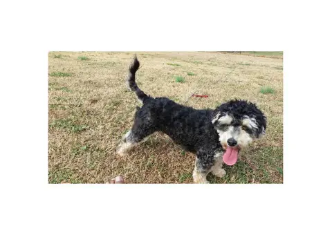Playful Yorkie Puppy for Sale