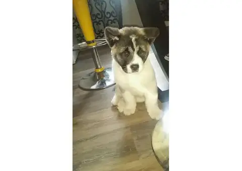 Akita puppies championship blood line