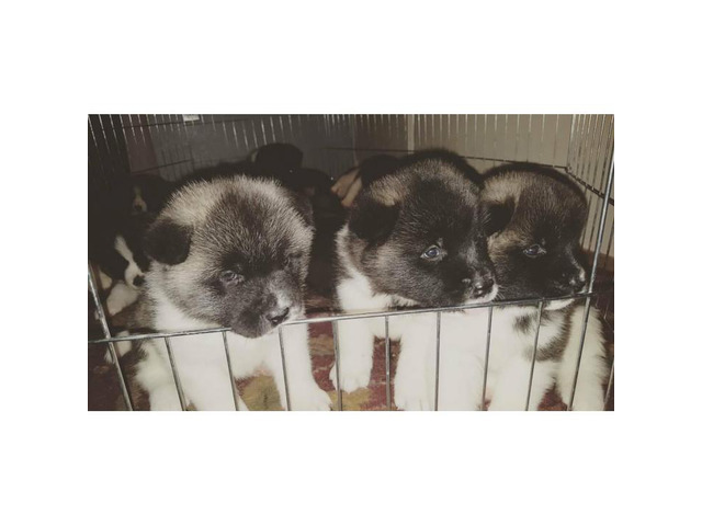 Akita puppies championship blood line Great Falls - Puppies for Sale