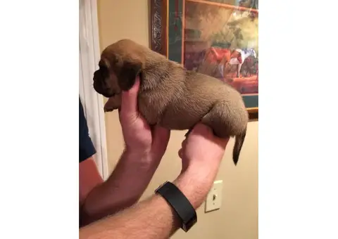 Stunning little Puggle  mixed Beagle and the Pug puppies