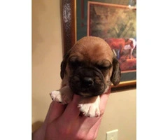 Stunning little Puggle  mixed Beagle and the Pug puppies