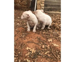 White bulldog puppies two males left