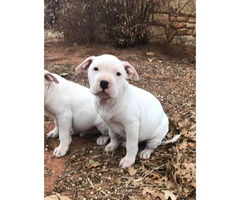 White bulldog puppies two males left - 3