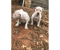 White bulldog puppies two males left - 4