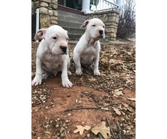 White bulldog puppies two males left - 5