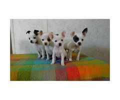 Chihuahua tiny puppies