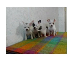 Chihuahua tiny puppies - 2