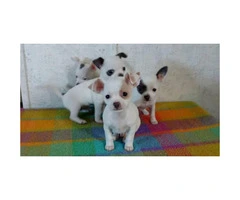 Chihuahua tiny puppies - 3