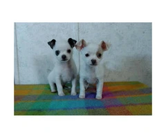 Chihuahua tiny puppies - 4