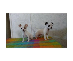 Chihuahua tiny puppies - 5