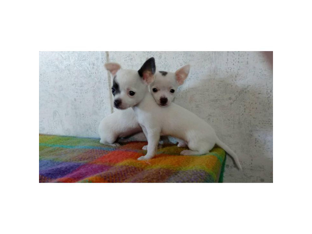 Chihuahua tiny puppies in Phoenix, Arizona Puppies for